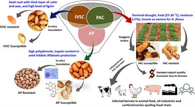 Functional Biology and Molecular Mechanisms of Host-Pathogen Interactions for Aflatoxin Contamination in Groundnut (Arachis hypogaea L.) and Maize (Zea mays L.)